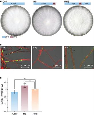 Label-Free Comparative Proteomics Analysis Revealed Heat Stress Responsive Mechanism in Hypsizygus marmoreus